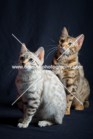 two young bengal cats sitting, studio shot on black background