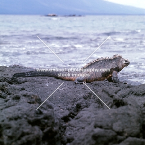 marine iguana looking out to sea on isabela island, galapagos islands