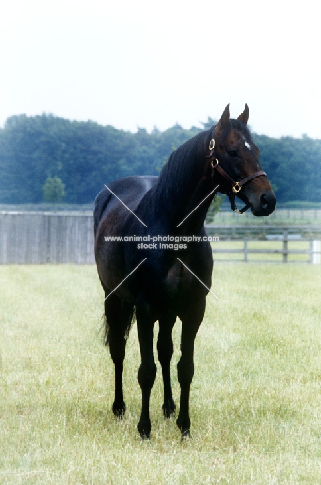 mill reef at the national stud, newmarket 