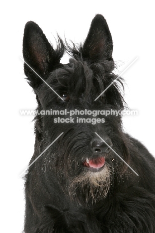 black Australian Champion Scottish Terrier, portrait