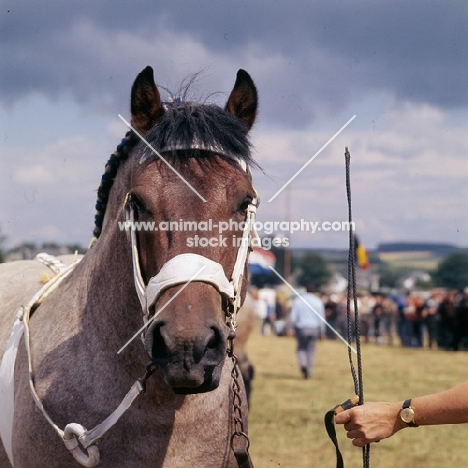 Ardennais at libramont show, head study