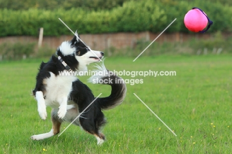 Border collie focused on ball