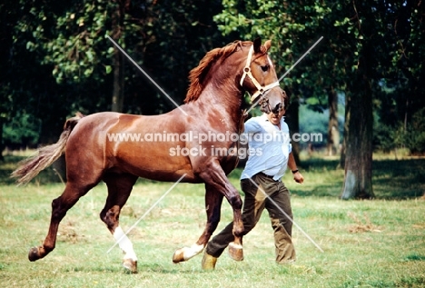 gelderland stallion running with a man