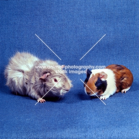 roan abyssinian and tortoiseshell and white short-haired guinea pigs in studio