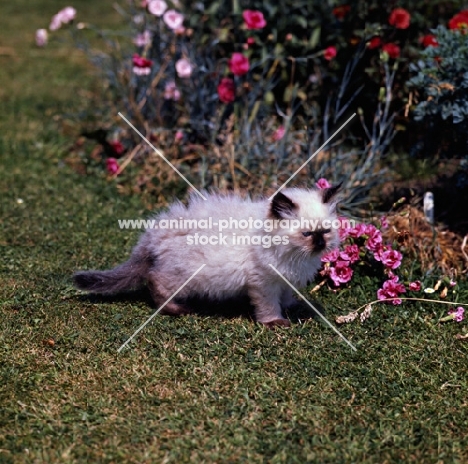 colourpoint fluffy kitten standing on grass. (Aka: Persian or Himalayan)