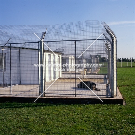 dogs in quarantine kennels