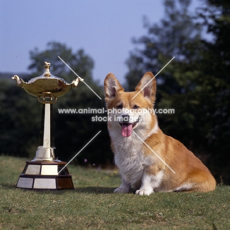 champion belroyd nutcracker,  pembroke corgi sitting with crufts group cup