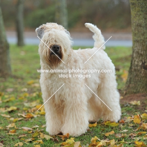 soft coated wheaten in full uk show trim, stood in parkland