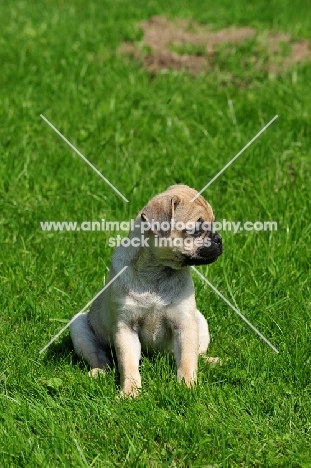 Retro Pug cross between pug and Parson Russell Terrier to improve breathing due to longer nose