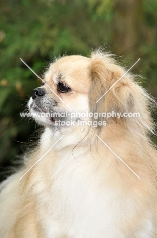 Tibetan Spaniel