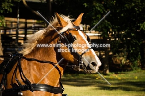 Belgian Draft horse