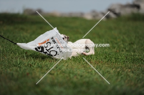 young Whippet puppy playing with plastic bag