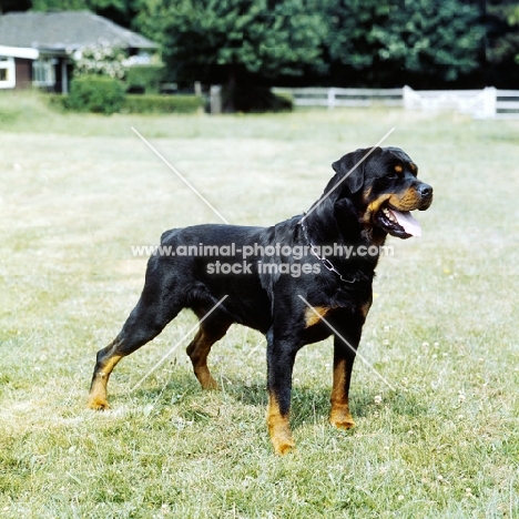 rottweiler from chesara kennels side view