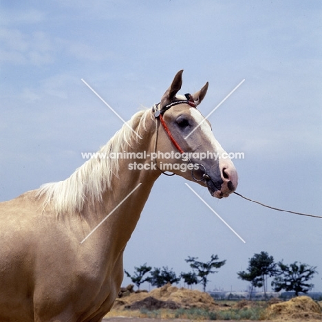 akhal teke horse, head and shoulders