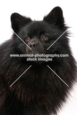 German Spitz(Mittel), Australian Champion