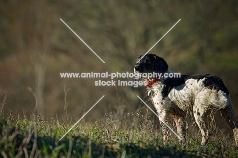 English Springer Spaniel standing in a field