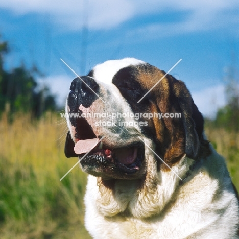 st bernard head shot  