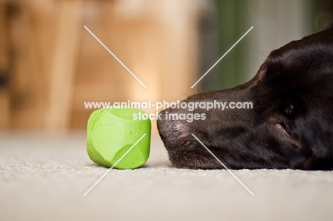 Chocolate Labrador laying with ball