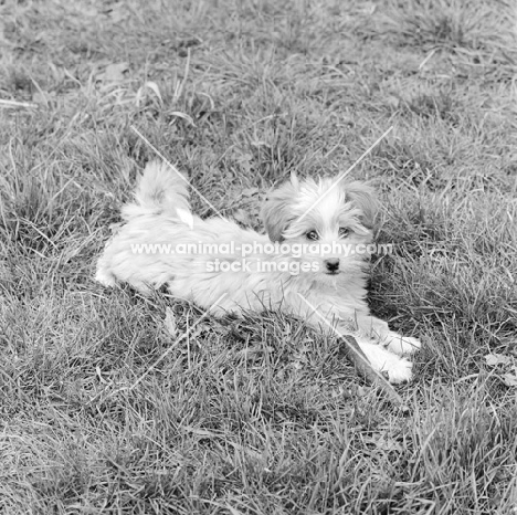 tibetan terrier puppy in 1965