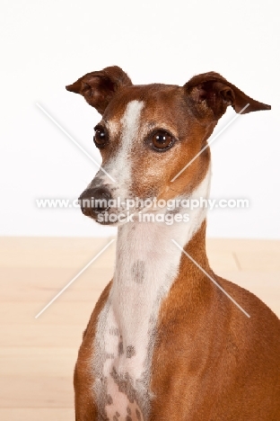 red and white Italian Greyhound, portrait