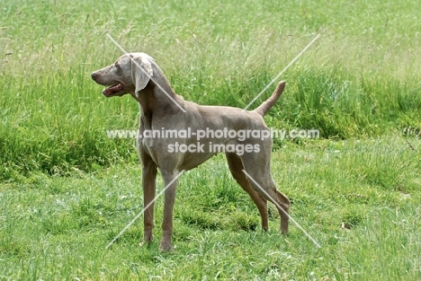 weimaraner 