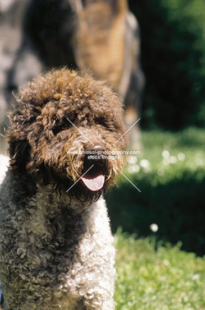 lagotto romagnolo, portrait