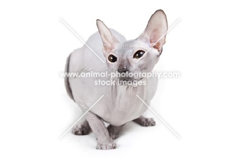 rare blue Peterbald cat, looking away