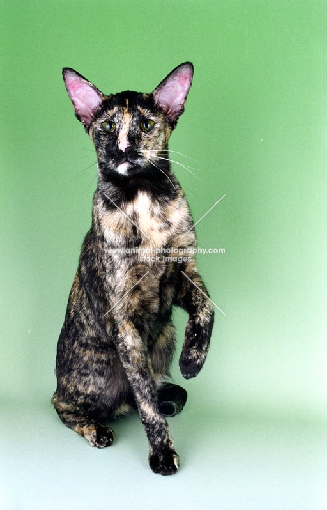 tortie Oriental Shorthair cat sitting on green background, one leg up