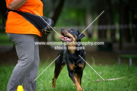 happy rottweiler looking at trainer