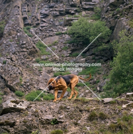 ch barsheen magnus (mag), bloodhound walking on rocks in a gorge