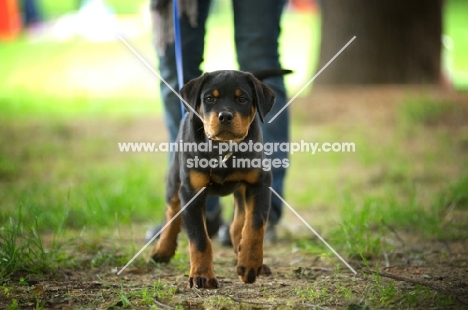 Rottweiler puppy walking towards camera