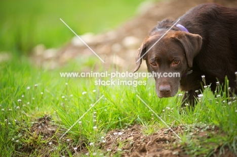 serious chocolate Labrador Retriever in a field sniffing