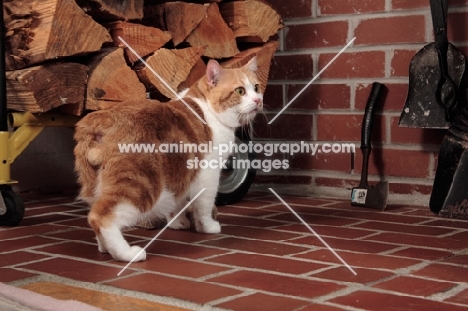 tabby and white Manx cat, back view