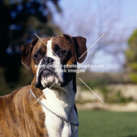 skelder, boxer head portrait