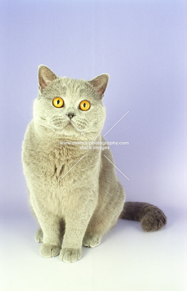 lilac British Shorthair