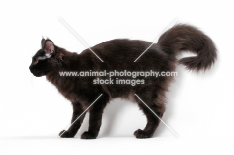 black Maine Coon