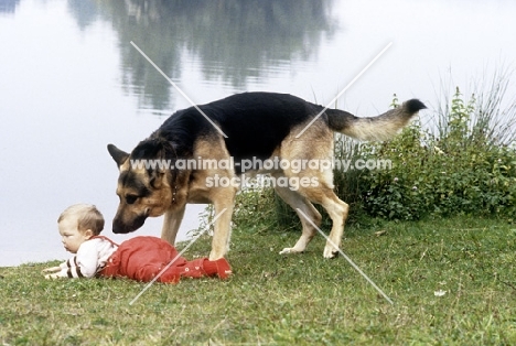 trained german shepherd dog, saxon, a film star,  'saving' baby from drowning
