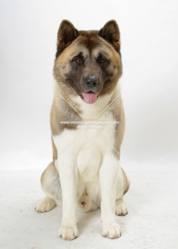 Australian Champion Akita on white background