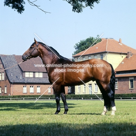 hanoverian stallion at celle