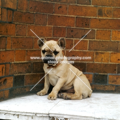 french bulldog puppy on marble with brickwork