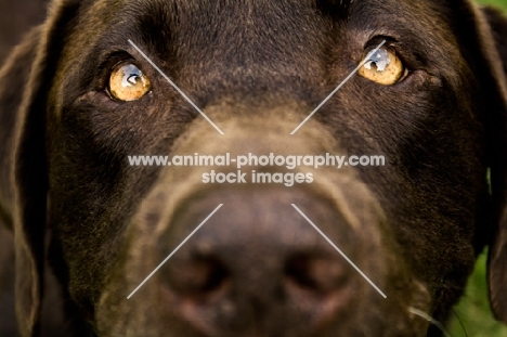 chocolate labrador portrait