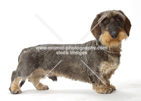 Wirehaired Dachshund on white background