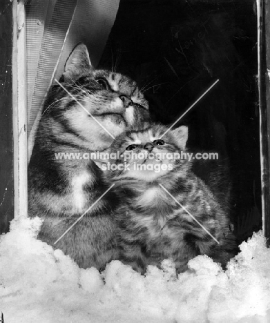 mother cat and her kitten looking at the snow together, behind window