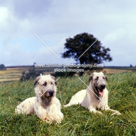 two irish wolfhounds lying in a field