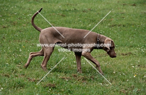 undocked weimaraner walking