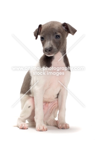 Italian Greyhound puppy sitting on white background