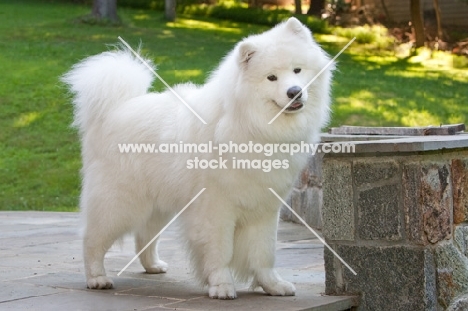 Samoyed dog on terrace in garden