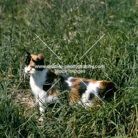 ch pathfinders rachel, tortoiseshell and white short haired cat in long grass
