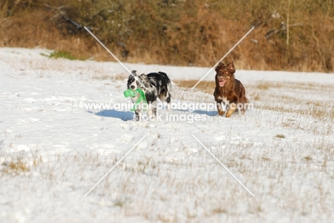 two Australian Shepherd Dogs chasing in snow