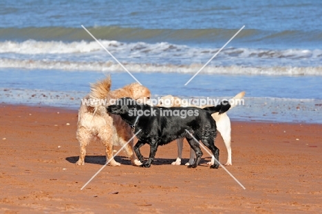 group of three 3 dogs on a beach